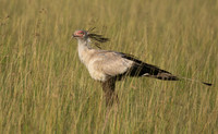 Secretary bird - Grumeti
