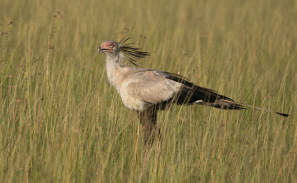Secretary bird - Grumeti