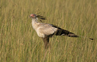 Secretary bird - Grumeti