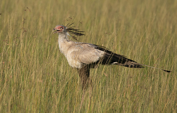 Secretary bird - Grumeti