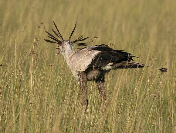 Secretary bird - Grumeti