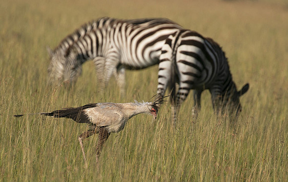 Secretary bird - Grumeti