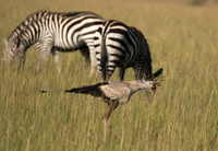 Secretary bird - Grumeti
