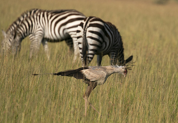 Secretary bird - Grumeti
