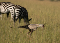 Secretary bird - Grumeti