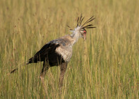 Secretary bird - Grumeti