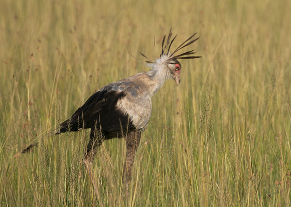 Secretary bird - Grumeti