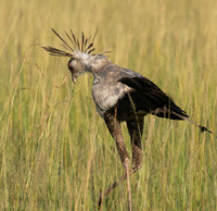 Secretary bird - Grumeti