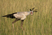Secretary bird - Grumeti