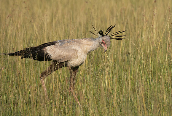 Secretary bird - Grumeti