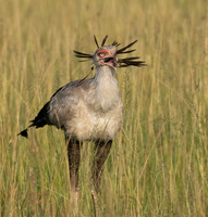 Secretary bird - Grumeti