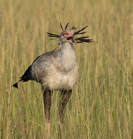 Secretary bird - Grumeti