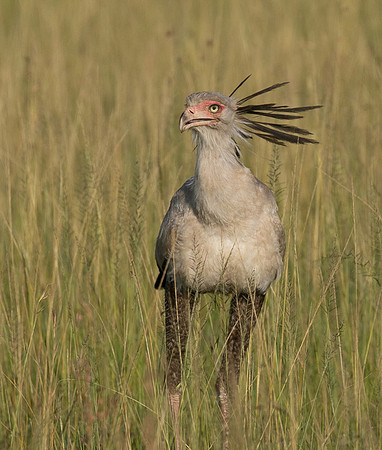 Secretary bird - Grumeti