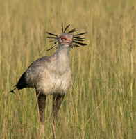 Secretary bird - Grumeti