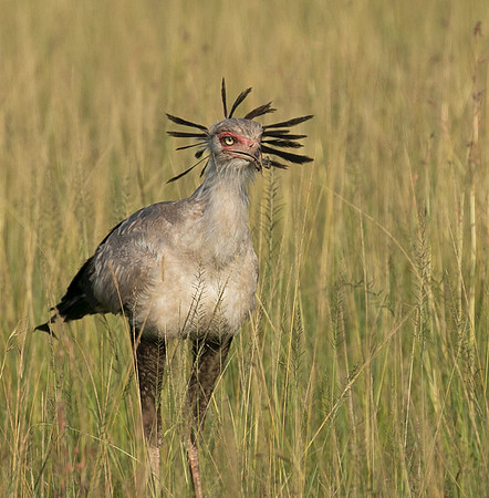 Secretary bird - Grumeti