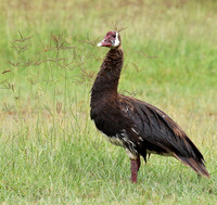 Spur winged goose - Ngorongoro