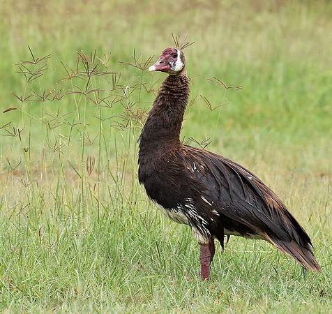 Spur winged goose - Ngorongoro