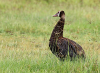 Spur winged goose - Ngorongoro