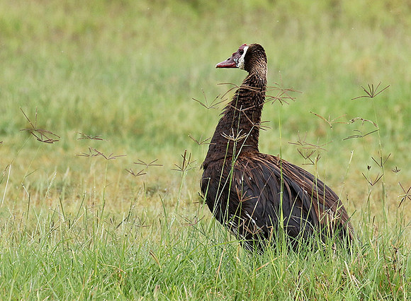 Spur winged goose - Ngorongoro