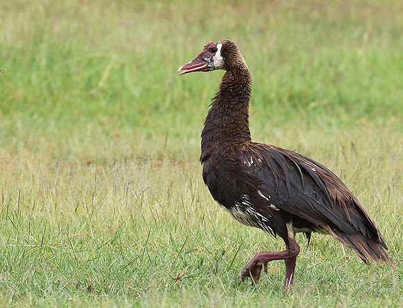 Spur winged goose - Ngorongoro