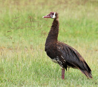 Spur winged goose - Ngorongoro