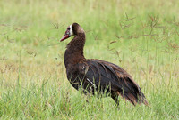 Spur winged goose - Ngorongoro