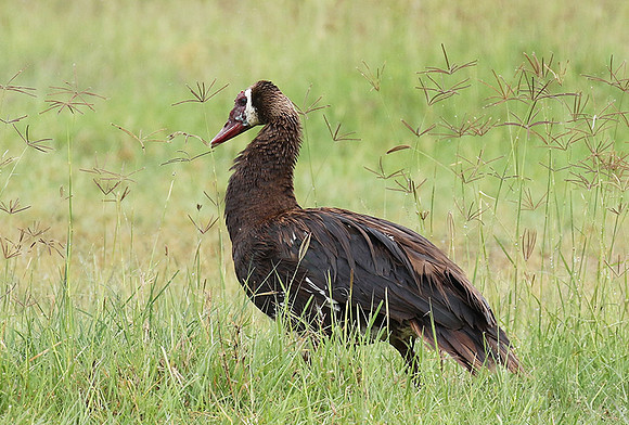 Spur winged goose - Ngorongoro