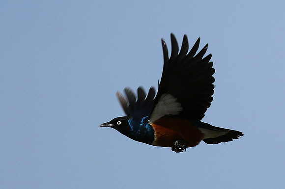 Superb starling