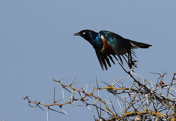 Superb starling