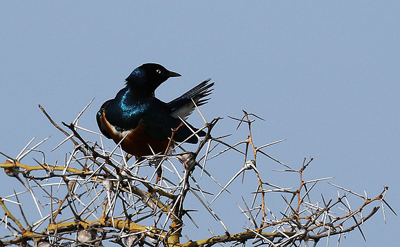 Superb starling
