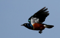 Superb starling
