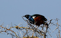 Superb starling