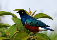 Superb starling
