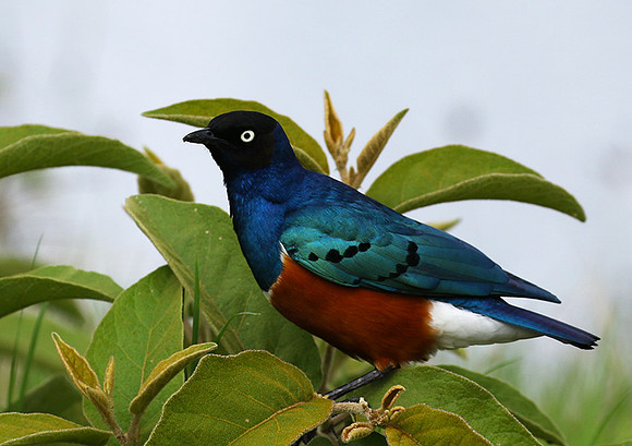 Superb starling