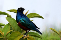 Superb starling