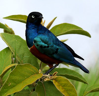 Superb starling