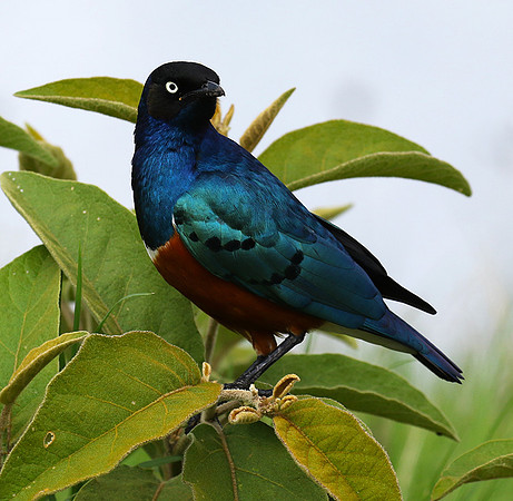 Superb starling