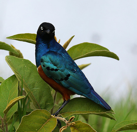 Superb starling