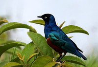 Superb starling