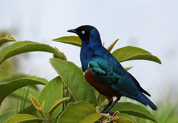 Superb starling