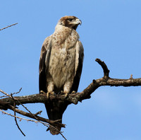 Tawny eagle - Grumeti