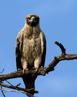 Tawny eagle - Grumeti