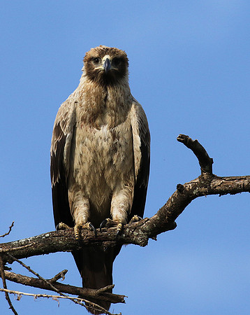 Tawny eagle - Grumeti