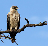 Tawny eagle - Grumeti