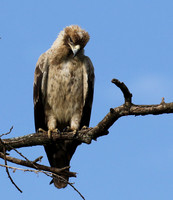 Tawny eagle - Grumeti