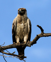 Tawny eagle - Grumeti