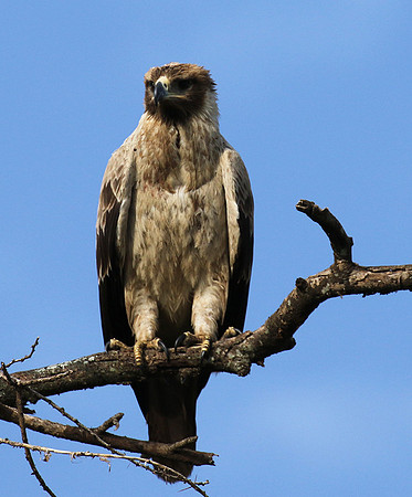 Tawny eagle - Grumeti
