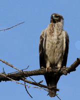 Tawny eagle - Grumeti