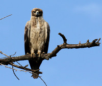 Tawny eagle - Grumeti