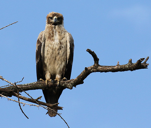 Tawny eagle - Grumeti